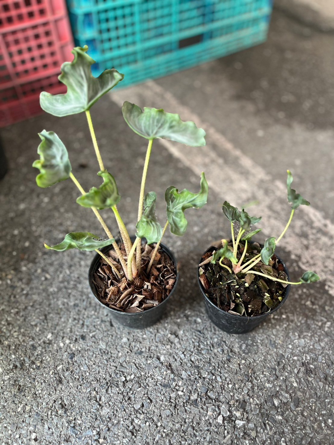 アロカシア　ホーリーグレイル Secret Bazaar | _ 『 アロカシア・ホーリーグレイル 』 Alocasia