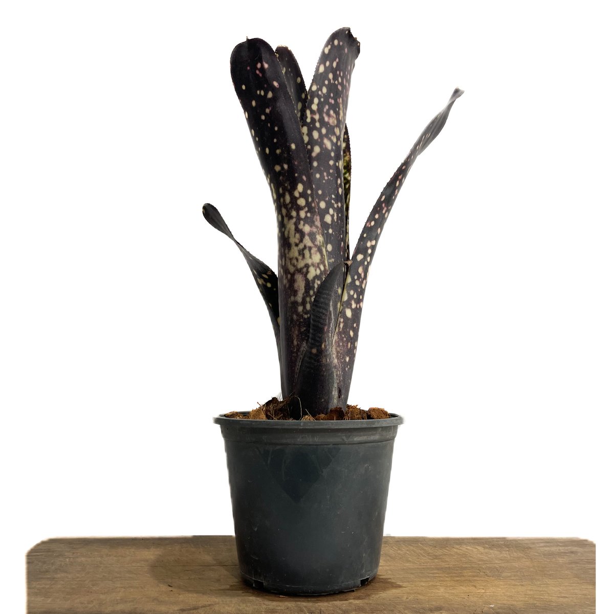 ビルベルギア エル ゾロ「Billbergia El Zoro」5/24-616 | SHOU