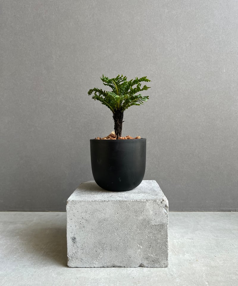 ブレクナム ギッバム ドワーフ ブレクナム ギッバム ドワーフ 「Blechnum gibbum Dwarf 」4J | SH