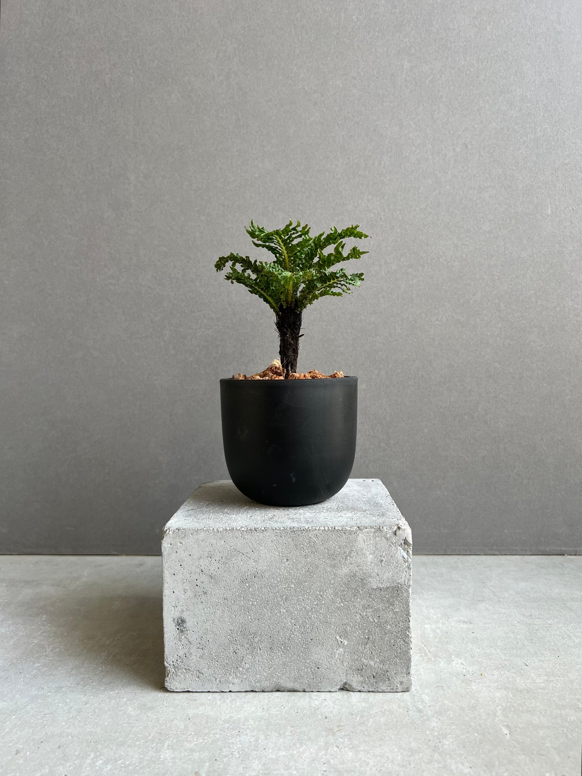 ブレクナム ギッバム ドワーフ 「Blechnum gibbum Dwarf 」100D |