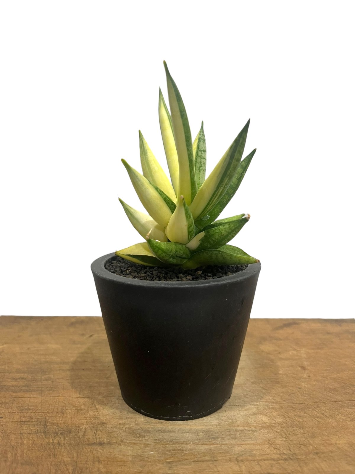 サンセベリア ミン マニー 斑入 (ハーフムーン ) 「Sansevieria サンセベリア ミン マニー 斑入 (ハーフムーン ) 「Sansevieria