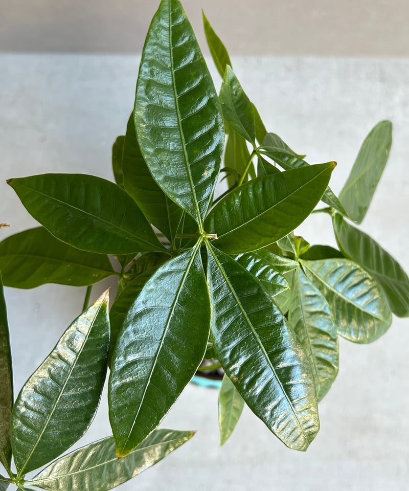 パキラ “選抜個体” + YON-HACHI 「Pachira “Select”」47M |