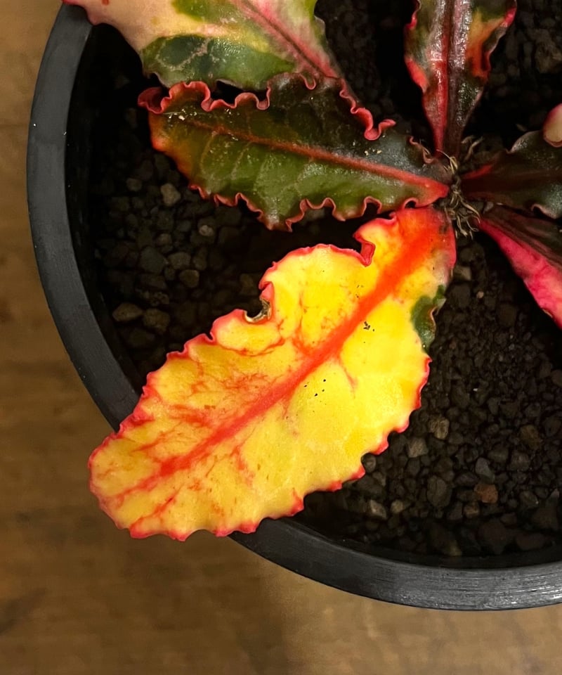 ユーフォルビア フランコイシー 斑入 「Euphorbia francoisii Varieg