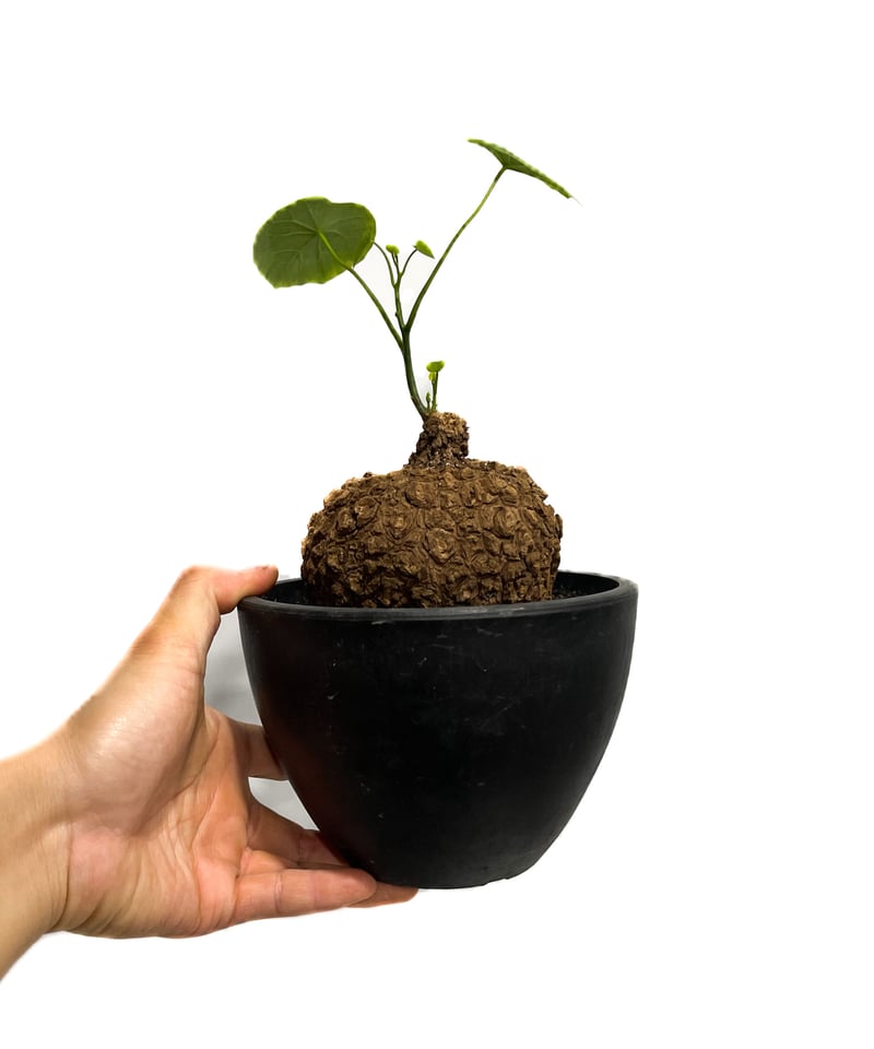 ステファニア スベローサ ”選抜個体” 「Stephania suberosa」4/3-254