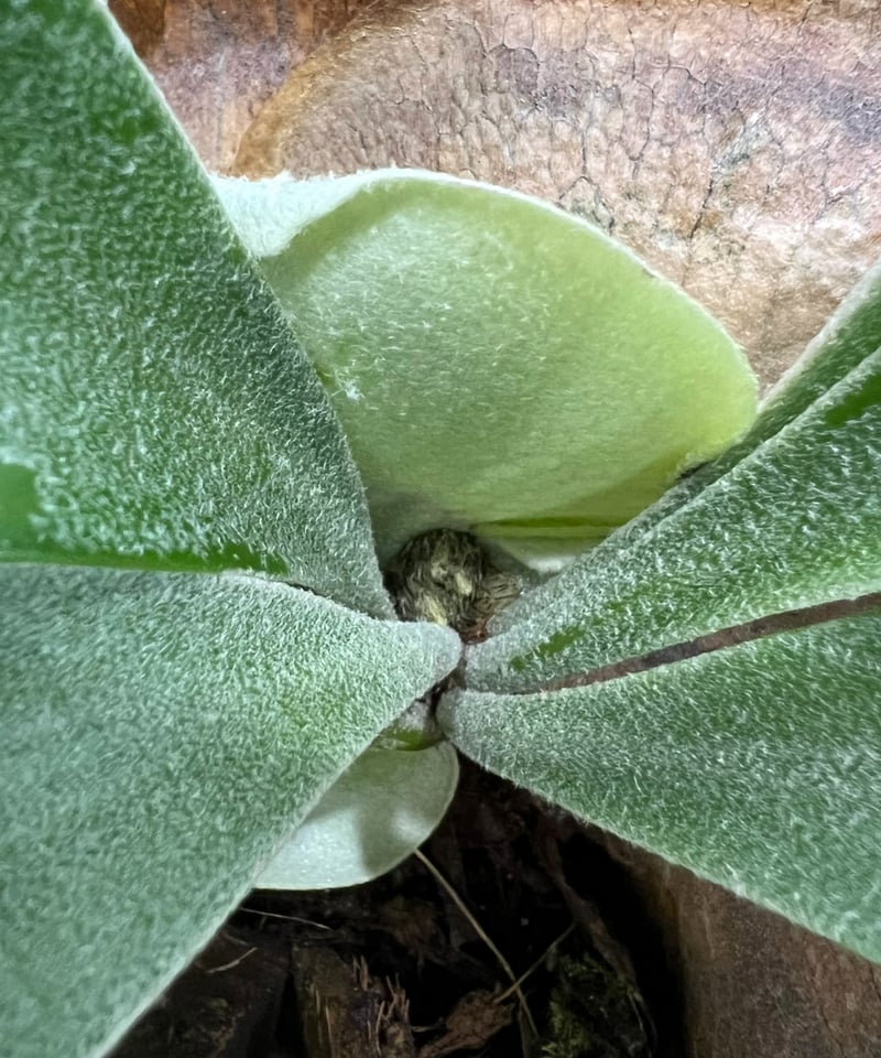 ビカクシダ バンナ #A (子株) 「Platycerium Banna #A (pup)」8