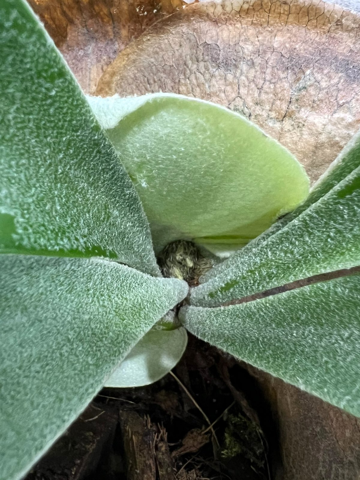 ビカクシダ バンナ #A (子株) 「Platycerium Banna #A (pup)」8 ビカクシダ バンナ #A (子株) 「Platycerium Banna #A (pup)」8