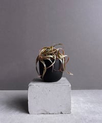 サンセベリア サドワラ ケーブス 斑入 Sansevieria Sudwala caves v