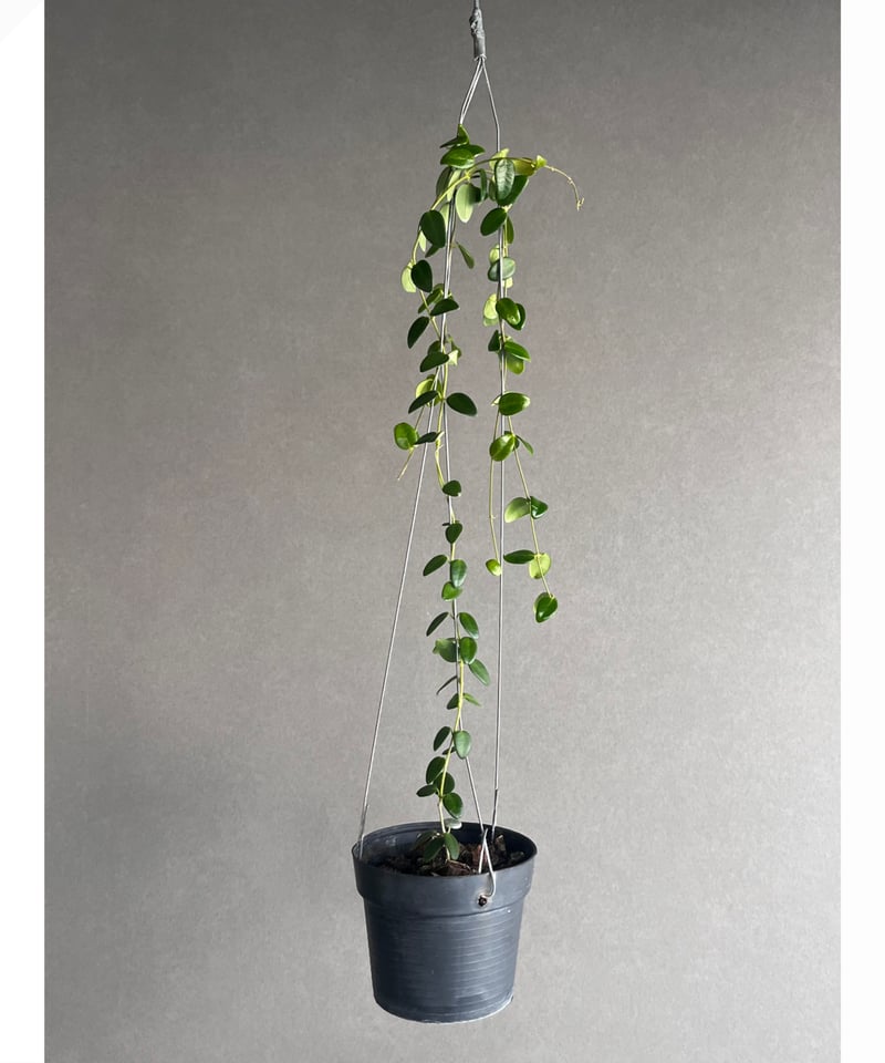 ホヤプレナ 「Hoya Pulleana」96U | SHOUCHIKUEN