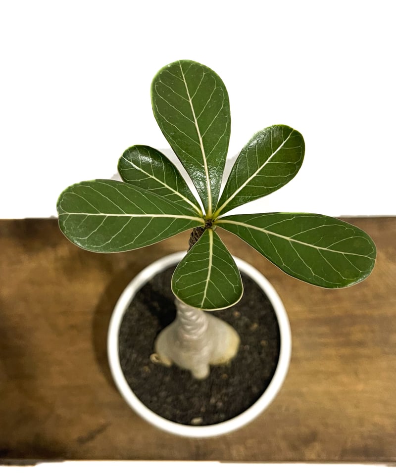 アデニウム ソコトラナム 「Adenium socotranum 」8/31-19C-2 |