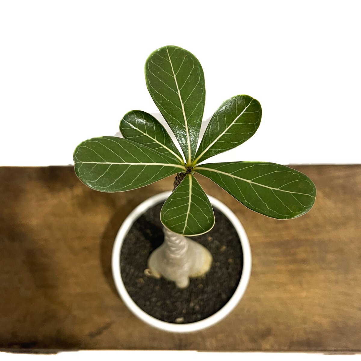 アデニウム　ソコトラナム (EU輸入株) アデニウム ソコトラナム 「Adenium socotranum 」8/31-19C-2 |