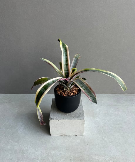 CATEGORY タンクブロメリア | SHOUCHIKUEN