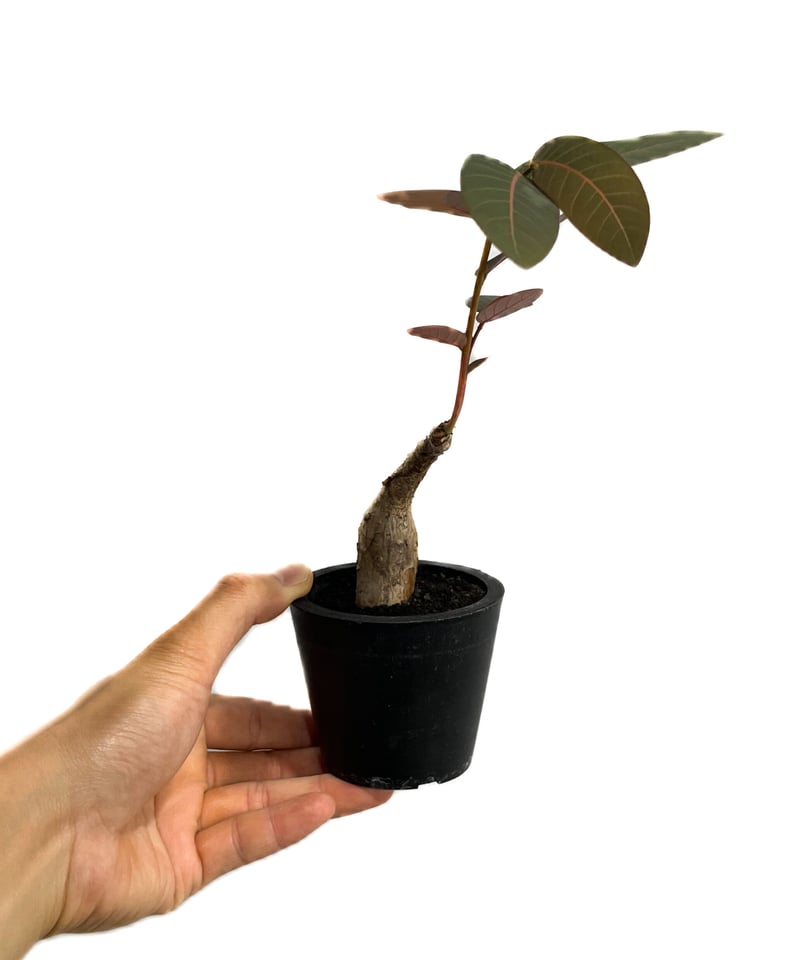 フィランサス ミラビリス フィランサス ミラビリス「Phyllanthus mirabilis」6/20-802 | S