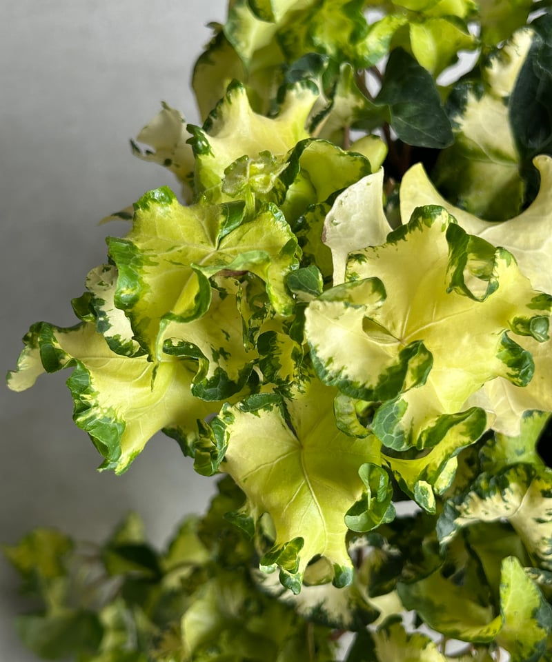 アイビー ヘデラ 'ムーンライト' 「Hedera helix 'Moonlight'」65L