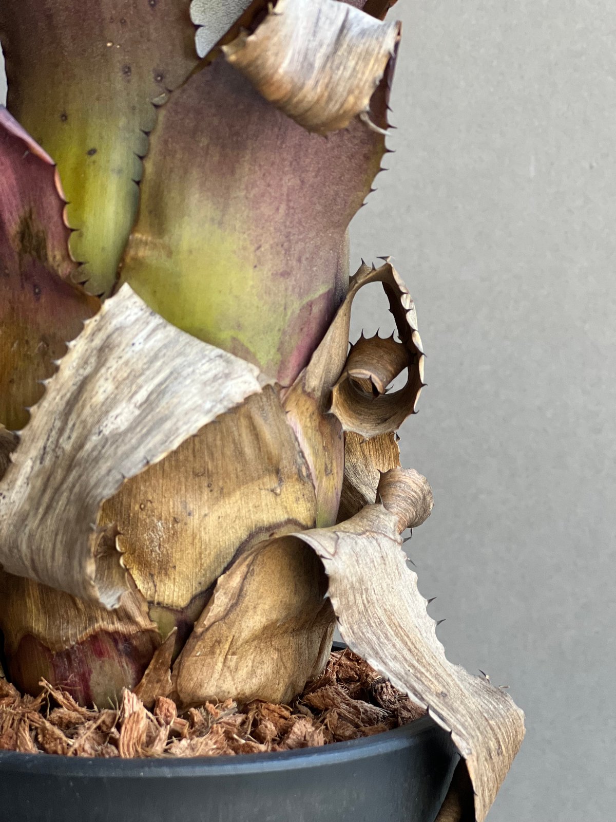 ホヘンベルギア エドムンドイ x ネオレゲリア ムーレアナ「Hohenbergia