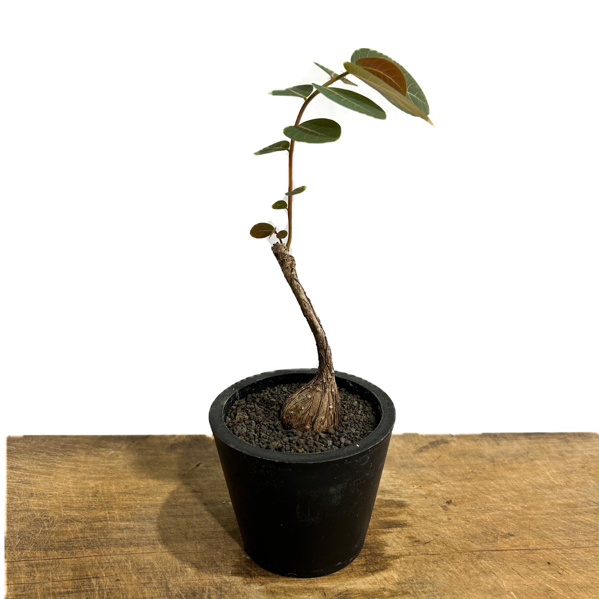 フィランサス ミラビリス「Phyllanthus mirabilis」7/20-38A | S