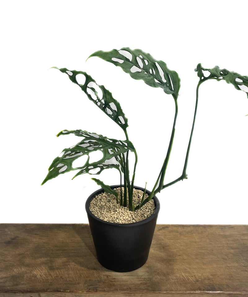 モンステラ オブリクア ペルー「Monstera obliqua Peru」80G-3 モンステラ オブリクア ペルー「Monstera obliqua Peru」80G-3