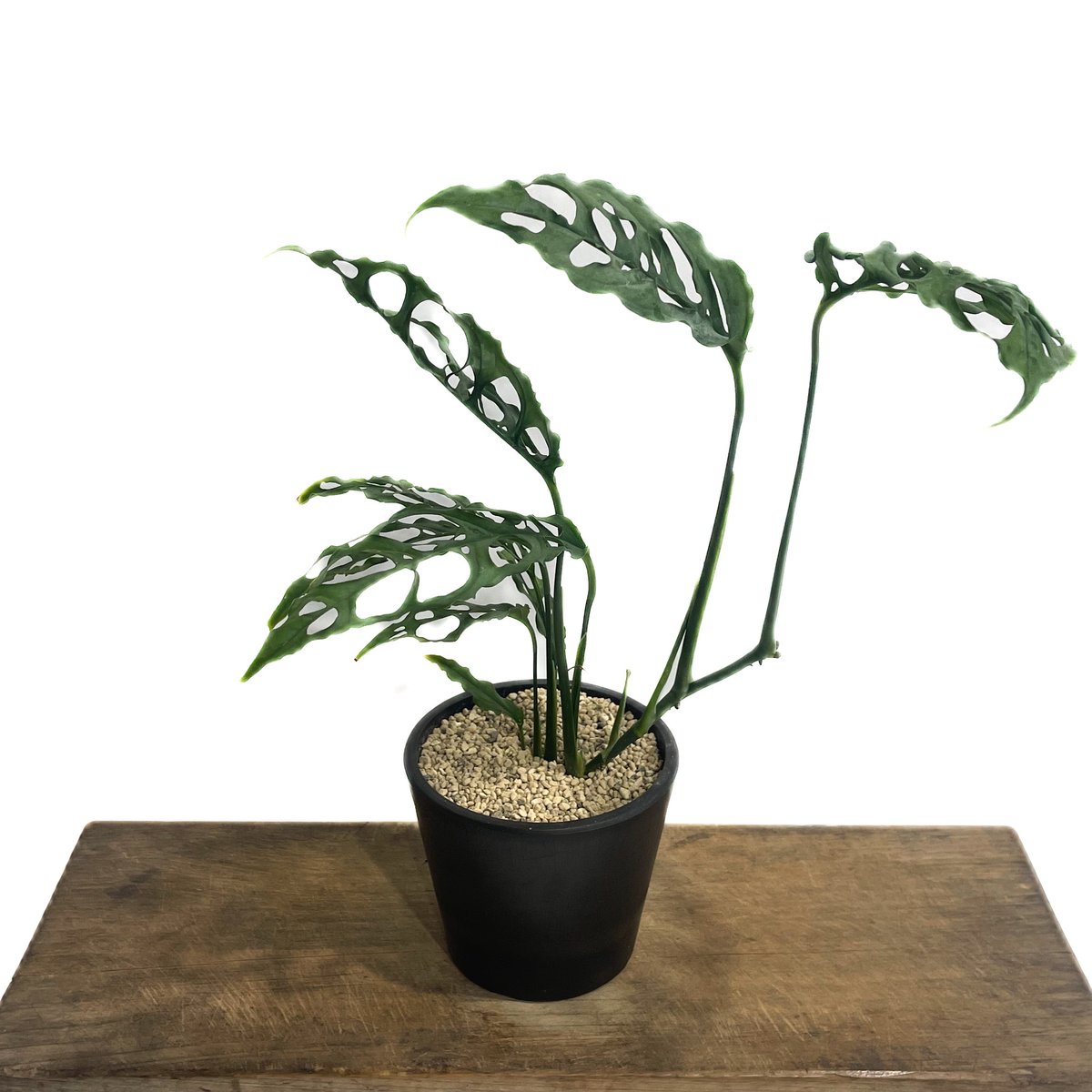 モンステラ オブリクア ペルー「Monstera obliqua Peru」80G-3 | S
