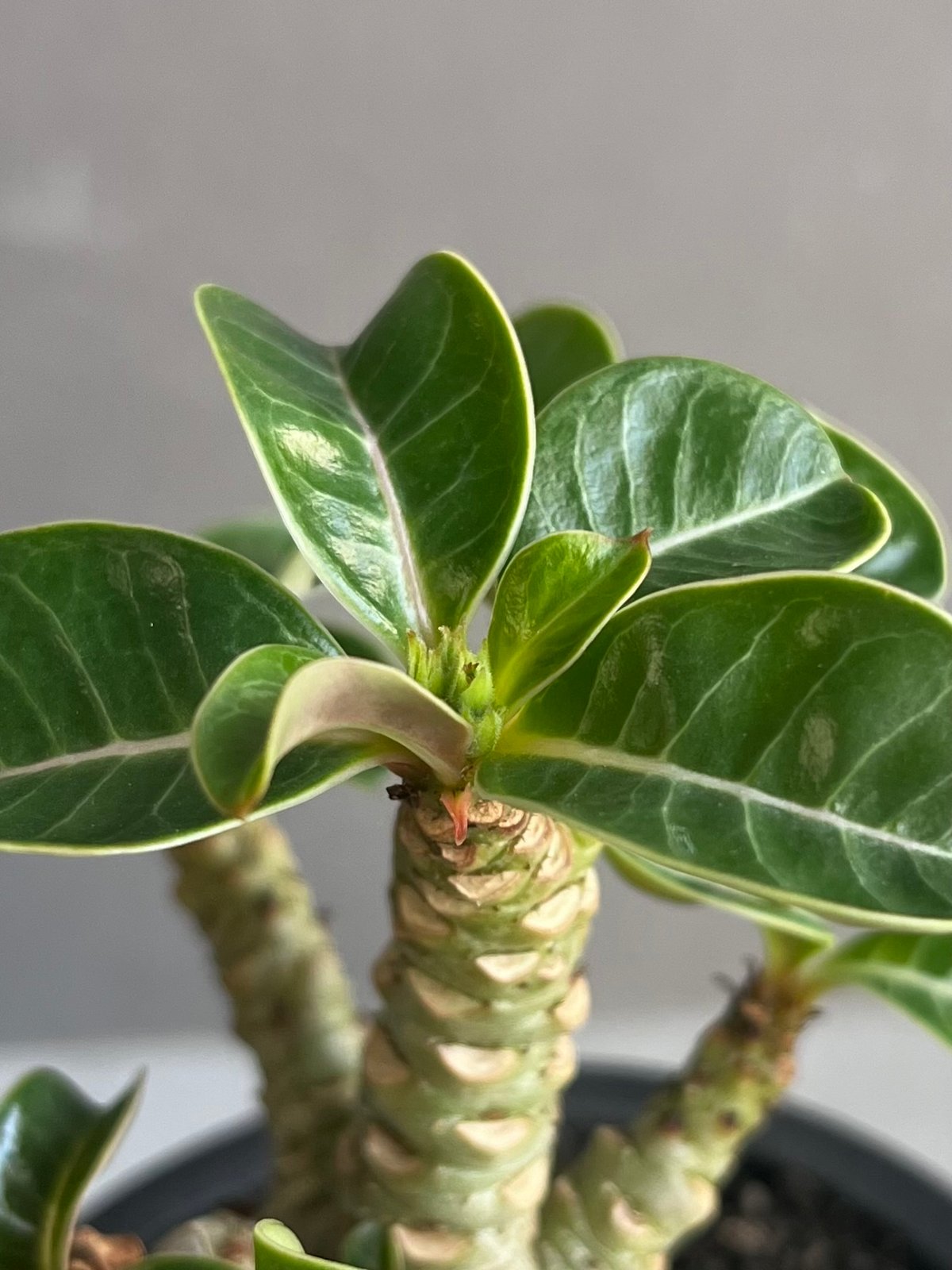 アデニウム D.H.A (獅子葉) “選抜個体” 「Adenium D.H.A (Dorset アデニウム D.H.A (獅子葉) “選抜個体” 「Adenium D.H.A (Dorset