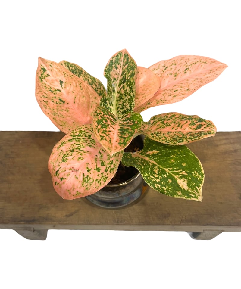 アグラオネマ スターダスト オレンジ+ Masaki Tomabechi (YON-HACHI