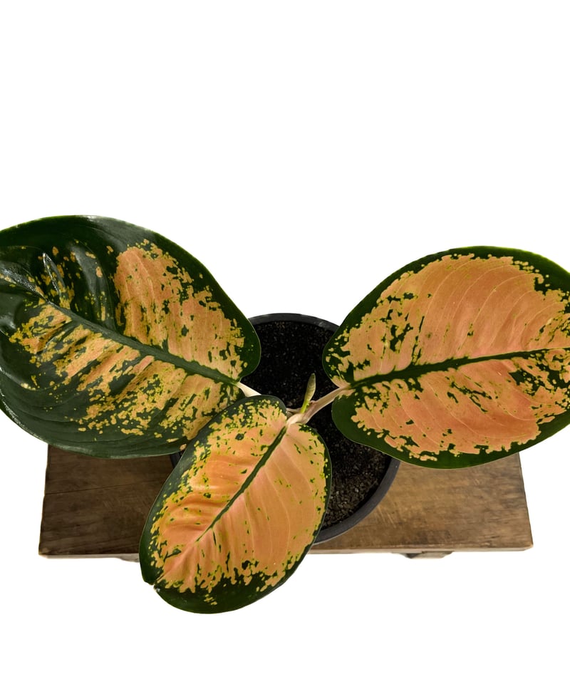 アグラオネマ スターバックス「Aglaonema Starbucks」3/23-199