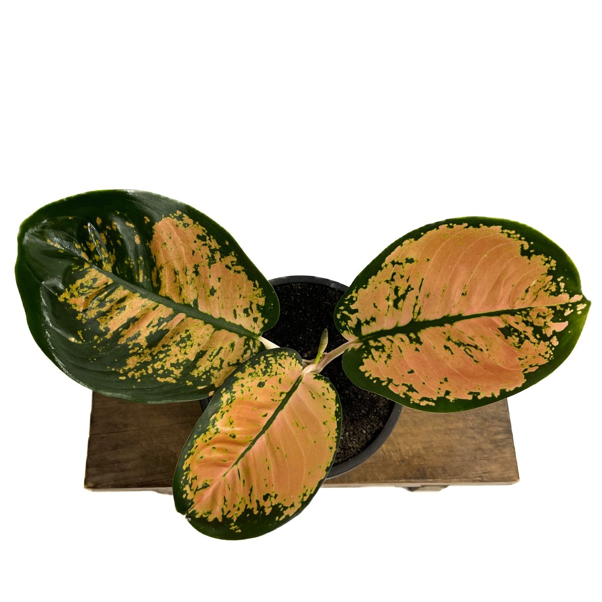 アグラオネマ スターバックス「Aglaonema Starbucks」3/23-199 | S