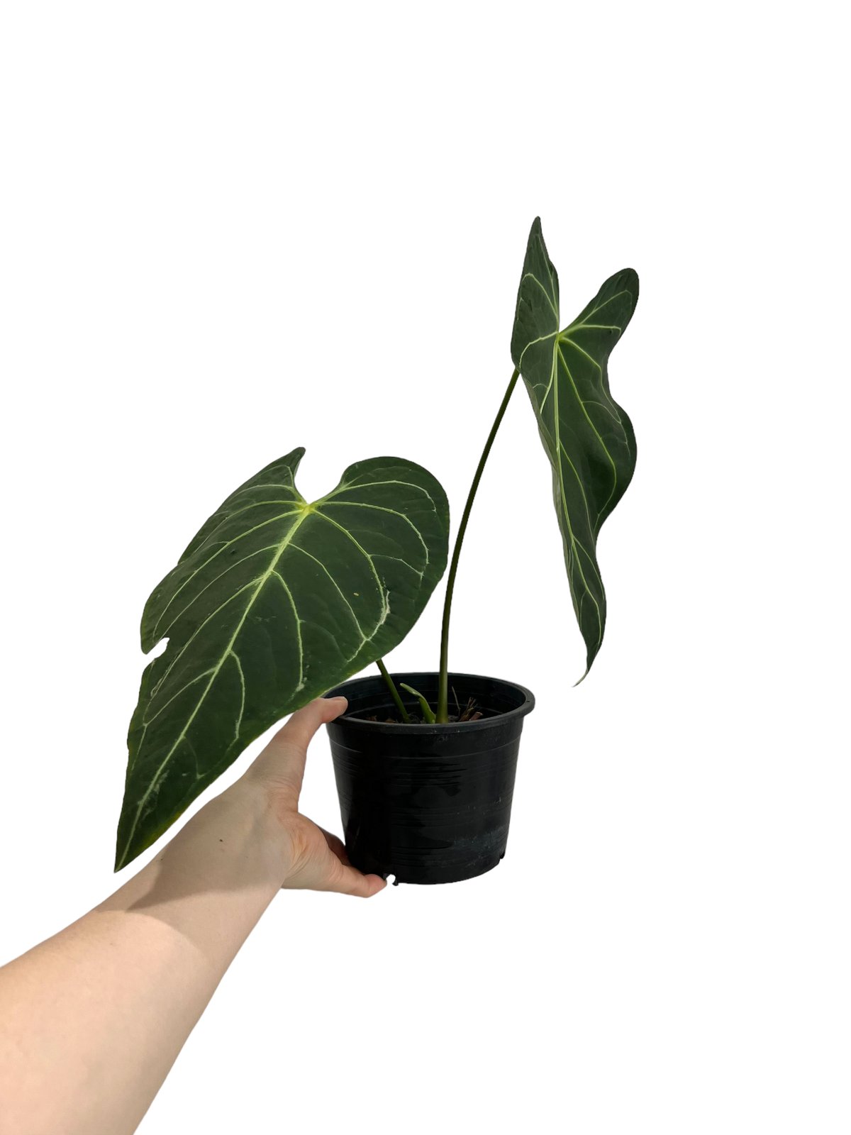 アンスリウム・レガレ / Anthurium Regale⑱