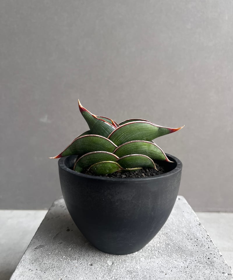 サンセベリア ロリダ 「Sansevieria rorida」35B | SHOUCHIKUEN