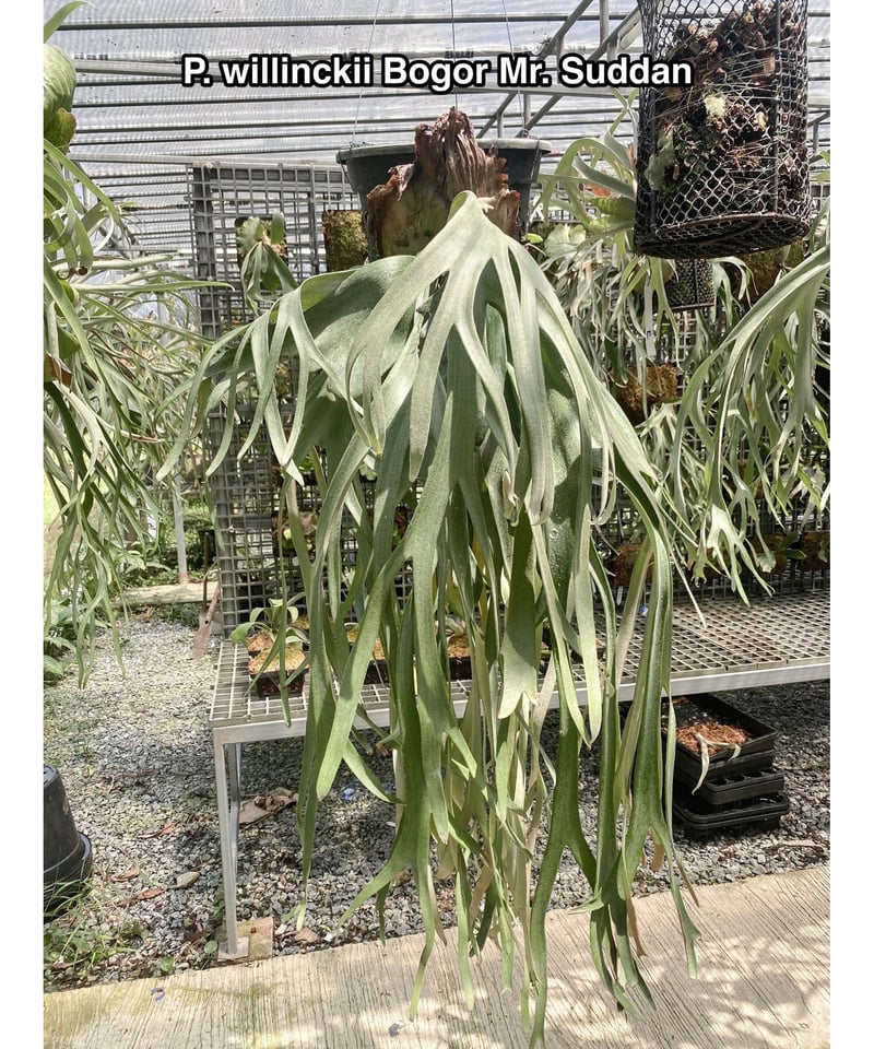 P. Bogor Suddan ボゴールスーダン P. willnckii 'Bogor Suddan' ボゴールスーダン ビカクシダ ウィ
