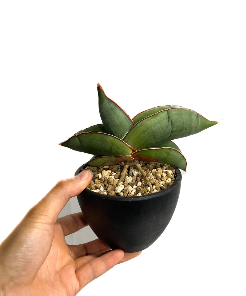 サンセベリア エーレンベルギー バナナ 「Sansevieria サンセベリア エーレンベルギー バナナ 「Sansevieria