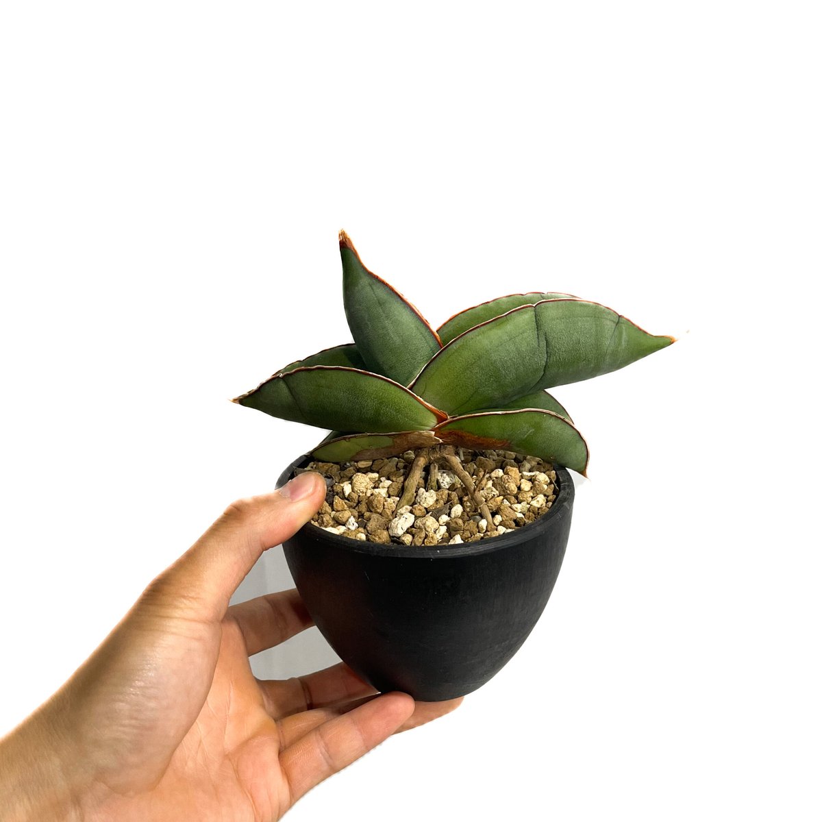 サンセベリア エーレンベルギー バナナ 「Sansevieria サンセベリア エーレンベルギー バナナ 「Sansevieria