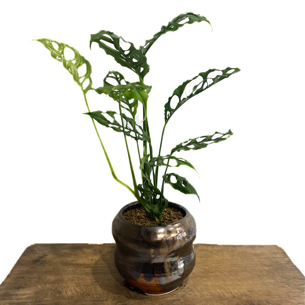 モンステラ オブリクア ペルー+YON-HACHI「Monstera obliqua Peru