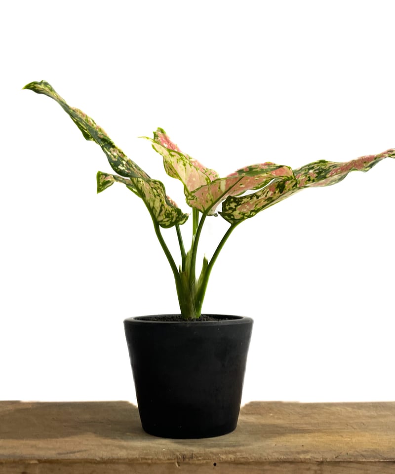 アグラオネマ アンヤマニー トリカラー「Aglaonema Unyamanee Tricolo