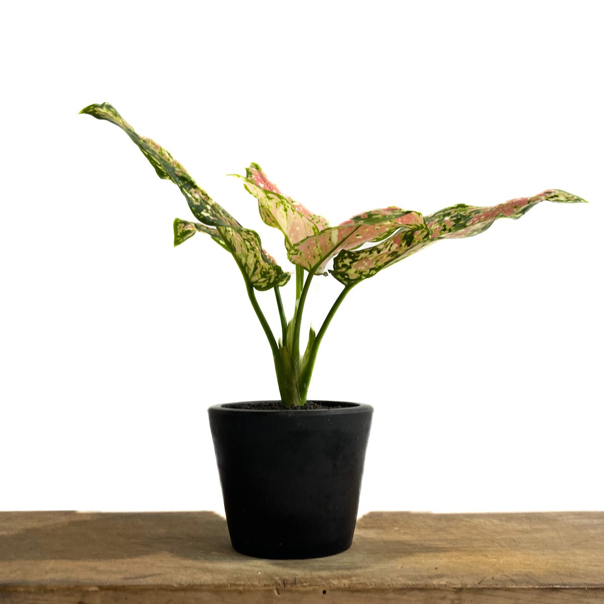 アグラオネマ アンヤマニー トリカラー「Aglaonema Unyamanee Tricolo