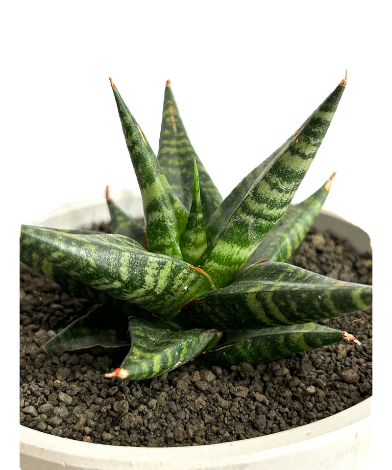 サンセベリア ブラック ダイヤモンド「Sansevieria Black Diamond」3/