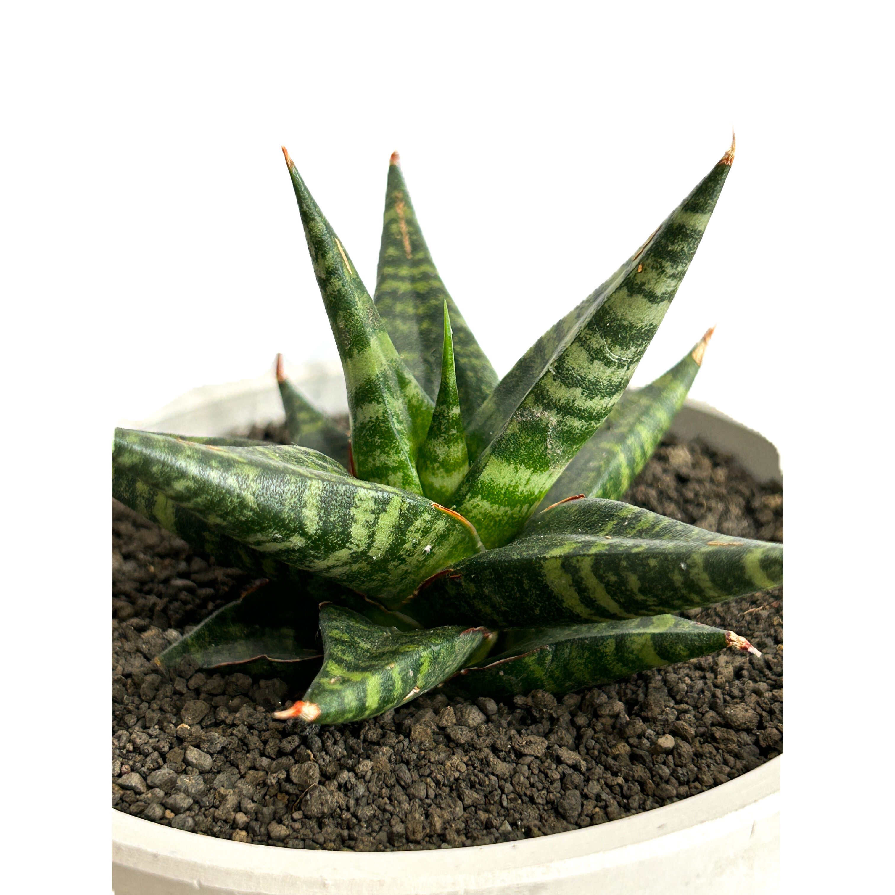 サンセベリア ブラック ダイヤモンド「Sansevieria Black Diamond」3/