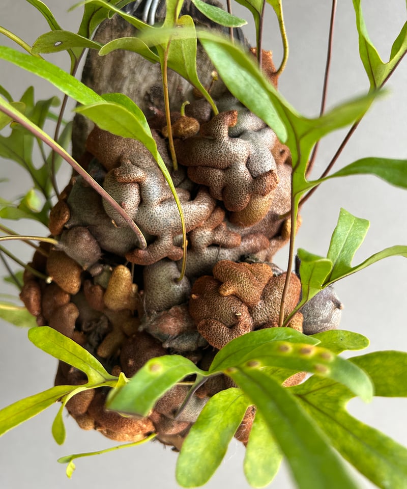 レカノプテリス クルスタセア「Lecanopteris crustacea」62J | SHO