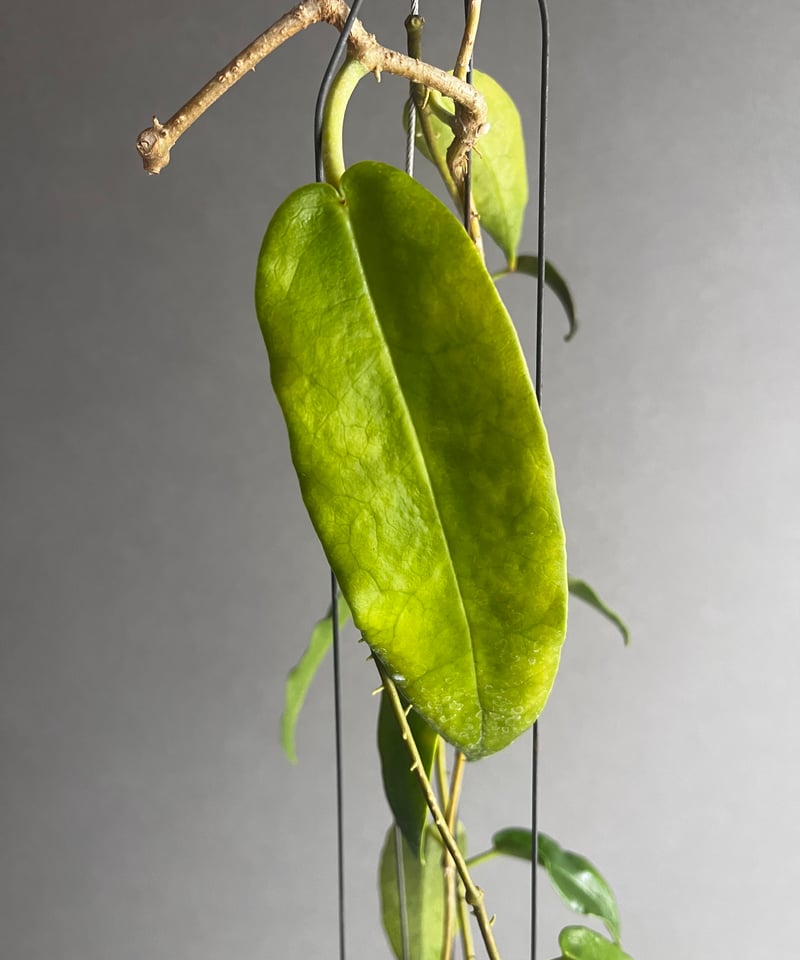 ホヤ アークボルディアーナ ピンク 「Hoya archboldiana pink 」70U