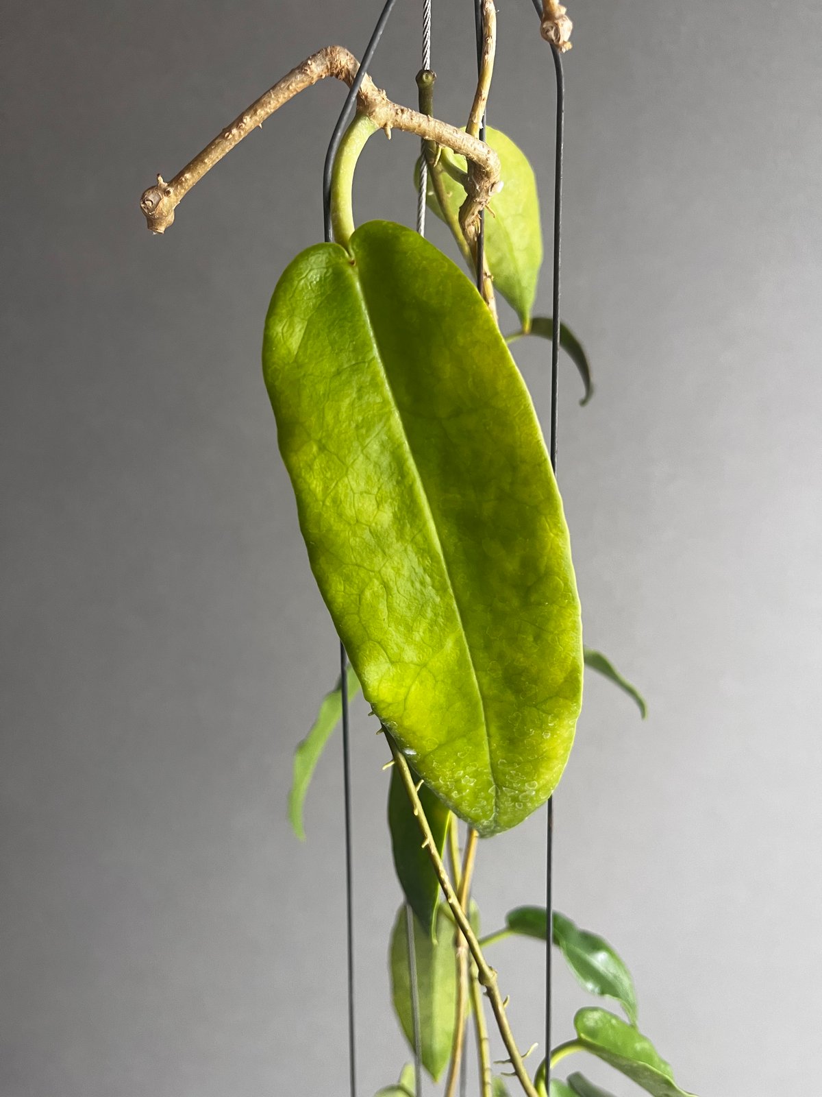 ホヤ アークボルディアーナ ピンク 「Hoya archboldiana pink 」70U