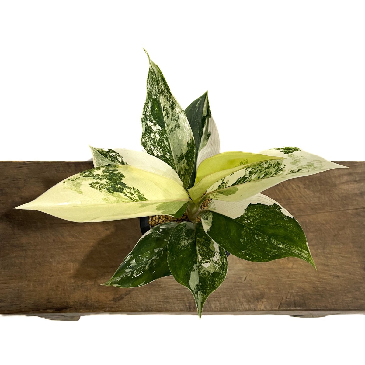 タイ直輸入‼️ 超絶希少 アグラオネマ サイアム ジェイド タイ直輸入‼️ 超絶希少 アグラオネマ サイアム ジェイド