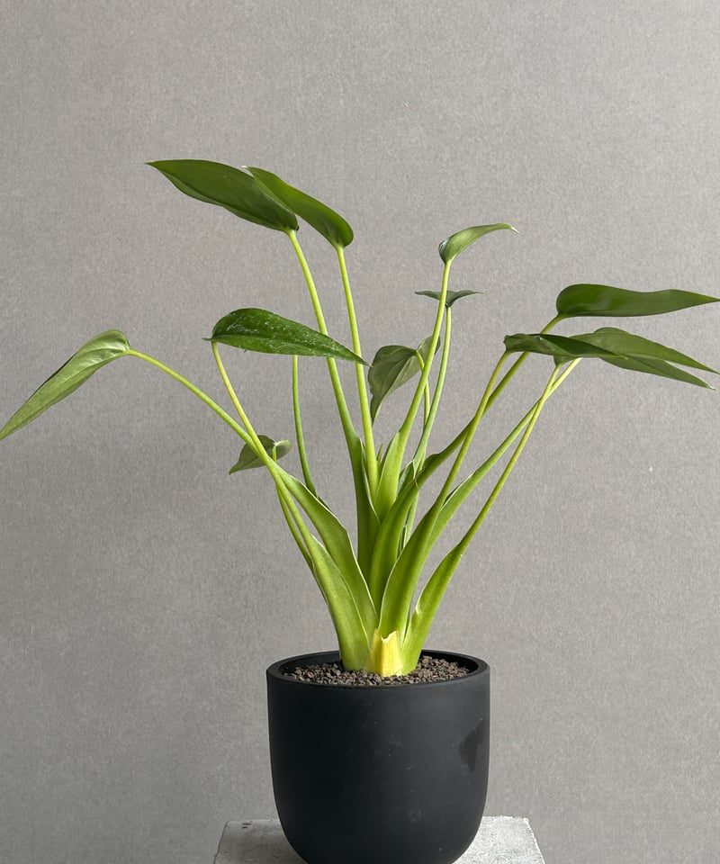 アロカシア タイニー ダンサー「Alocasia Tiny Dancer」 19K | SHO