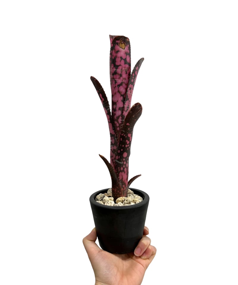 よしさん専用　ビルベルギア インセンディアリーデライト 子株 ビルベルギア・インセンディアリーデライト Billbergia