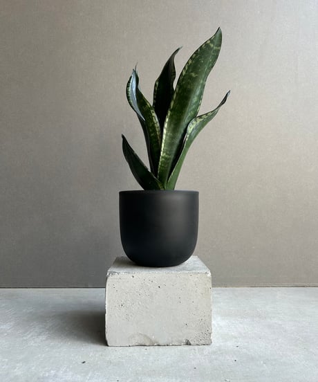 CATEGORY Plants | SHOUCHIKUEN