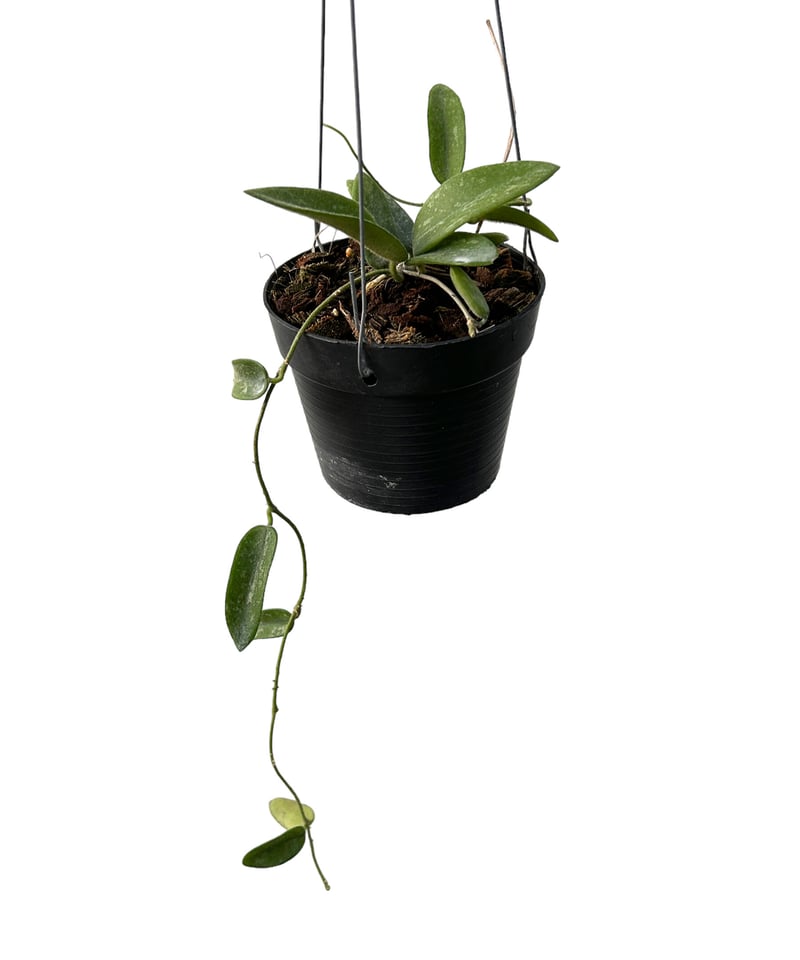 珍種ホヤ トムソニー Hoya thomsonii white Splash ホヤ トムソニー スプラッシュ「Hoya thomsonii splash」M4 | SHOU