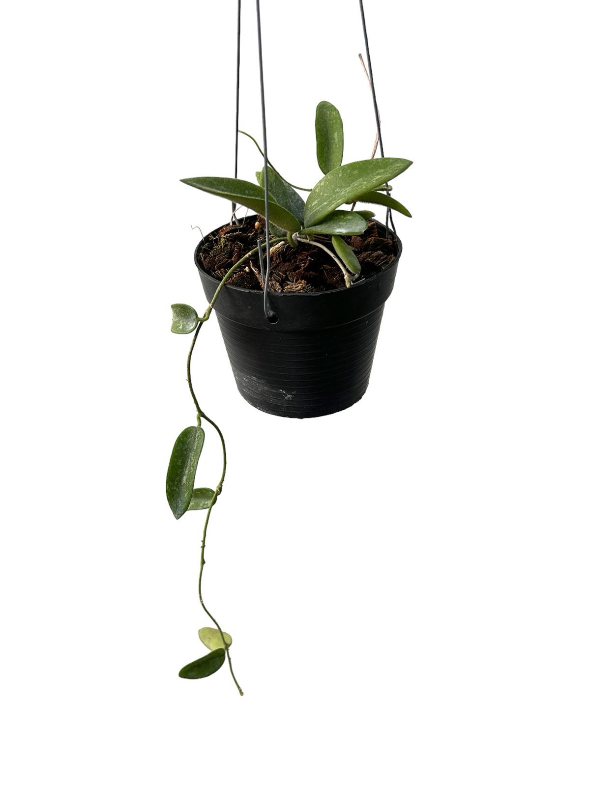 ホヤ トムソニー スプラッシュ「Hoya thomsonii splash」M4 | SHOU