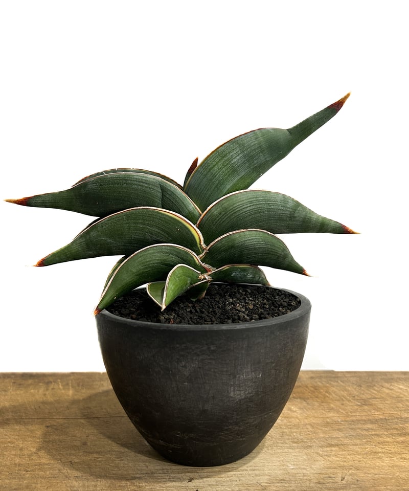 サンセベリア ロリダ 「Sansevieria rorida」7/26-84A | SHOU