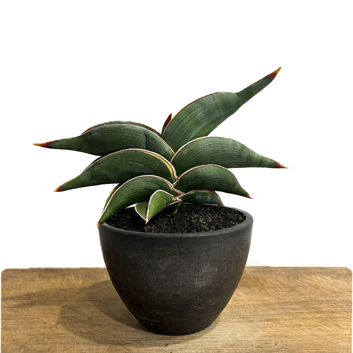 サンセベリア ロリダ 「Sansevieria rorida」7/26-84A | SHOU サンセベリア ロリダ 「Sansevieria rorida」7/26-84A | SHOU