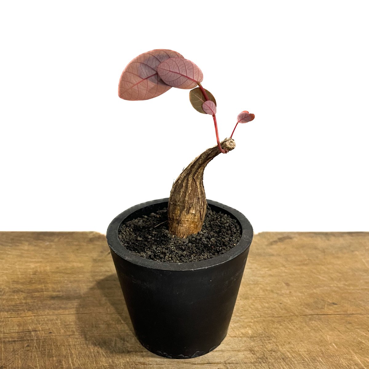 フィランサス ミラビリス「Phyllanthus mirabilis」6/30-917 | S