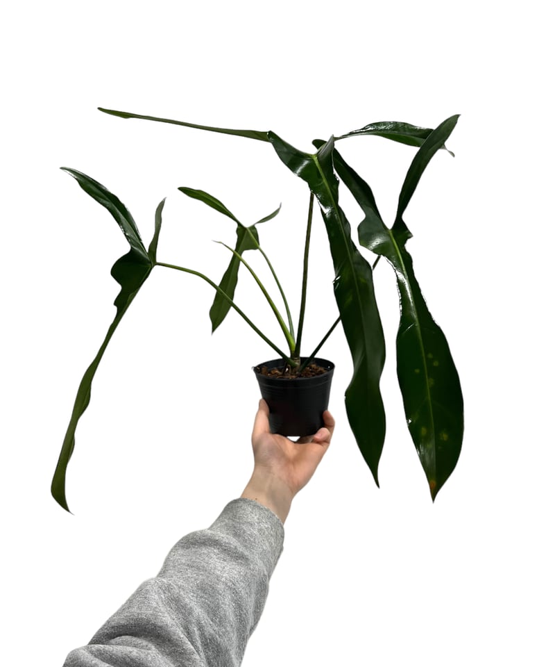 大株　Philodendron ’Lelano Miyano’ フィロデンドロン 大株 Philodendron 'Lelano Miyano' フィロデンドロン