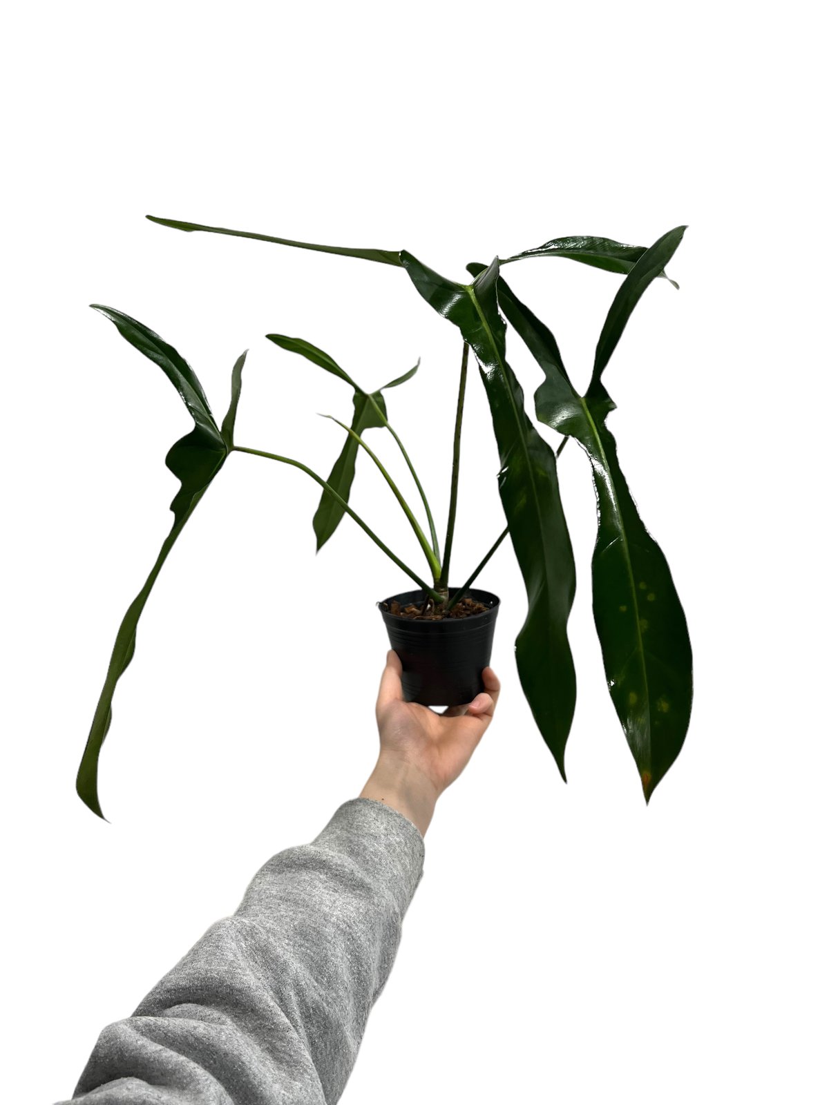 大株 Philodendron ’Lelano Miyano’ フィロデンドロン フィロデンドロン ロンギロバトム 'レラノ ミヤノ