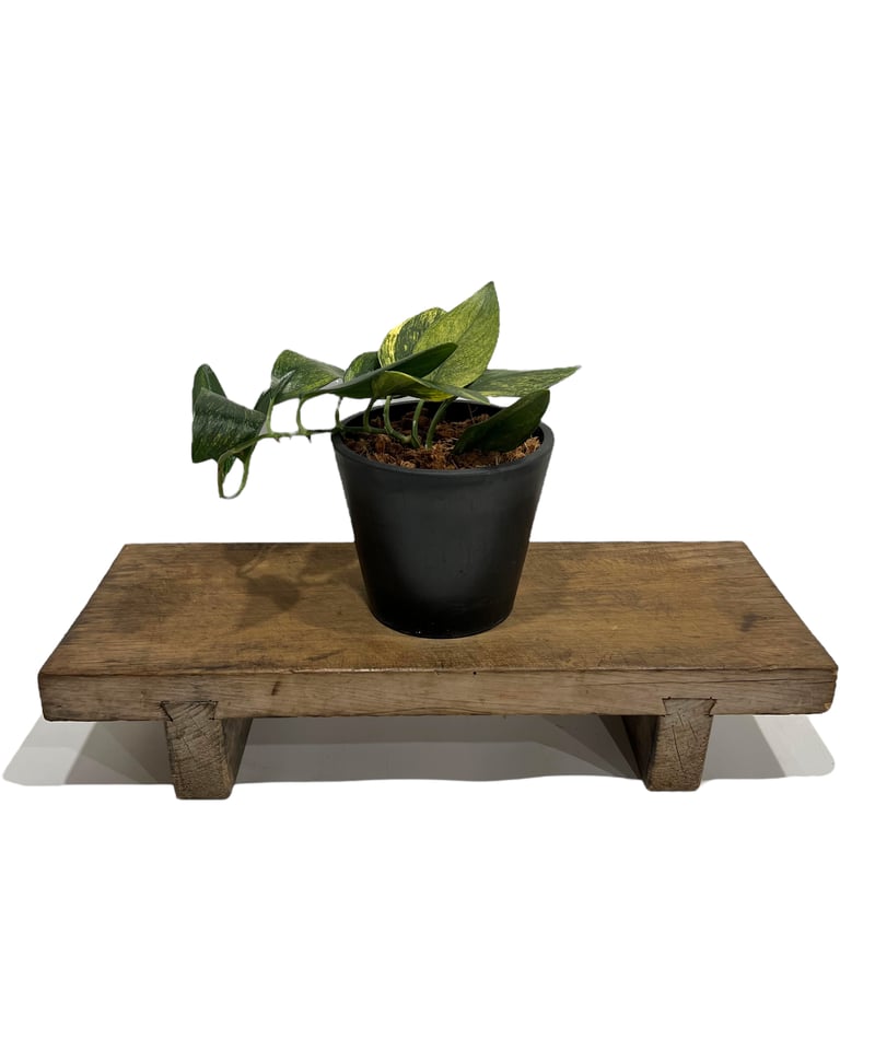 スキンダプサス トレビー 黄斑入 “変異種” 「Scindapsus treubii Yell